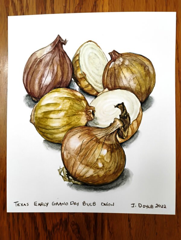 Texas Early Grano Dry Bulb Onion Original Gouahe Painting - Image 2