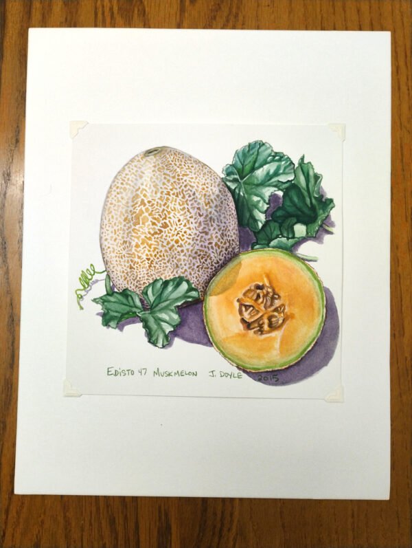 Edisto 47 Muskmelon - Original Gouache Painting - Image 2