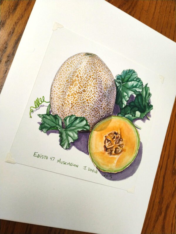 Edisto 47 Muskmelon - Original Gouache Painting - Image 3