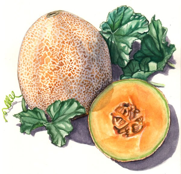 Edisto 47 Muskmelon - Original Gouache Painting