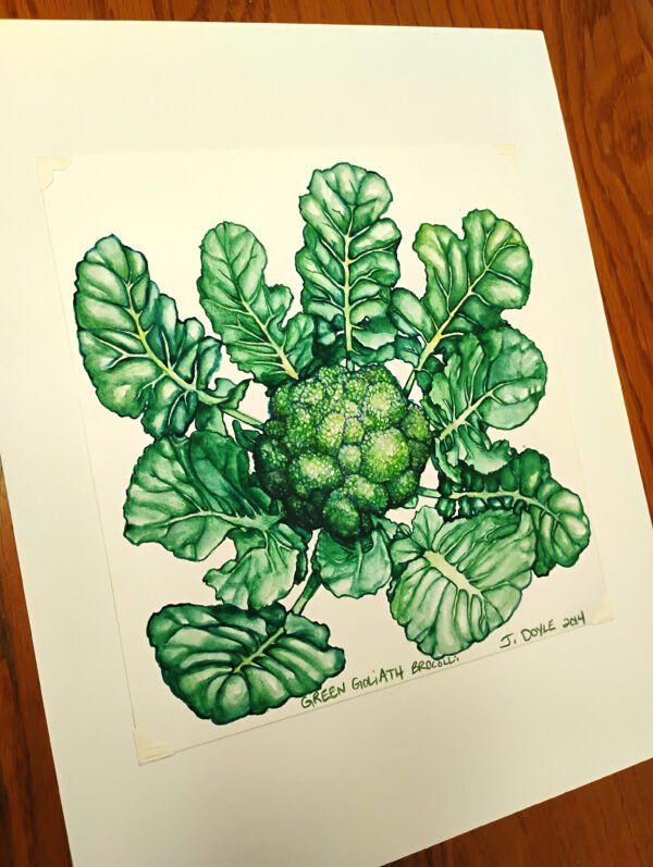 Green Goliath Broccoli - Original Gouache Painting - Image 4