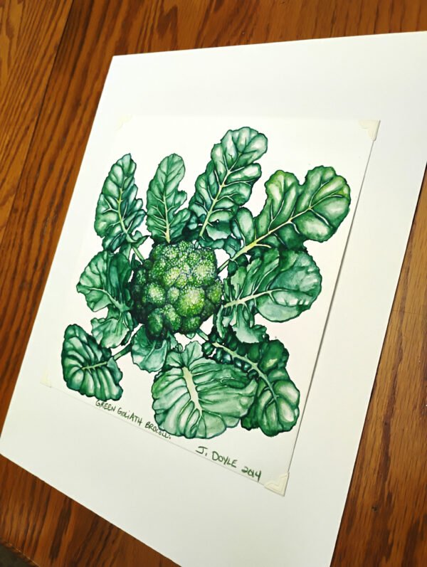 Green Goliath Broccoli - Original Gouache Painting - Image 3