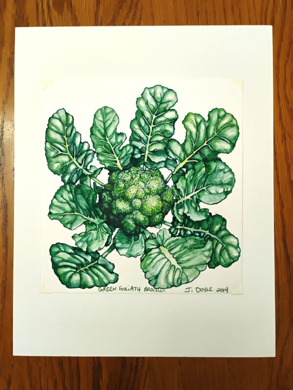 Green Goliath Broccoli - Original Gouache Painting - Image 2