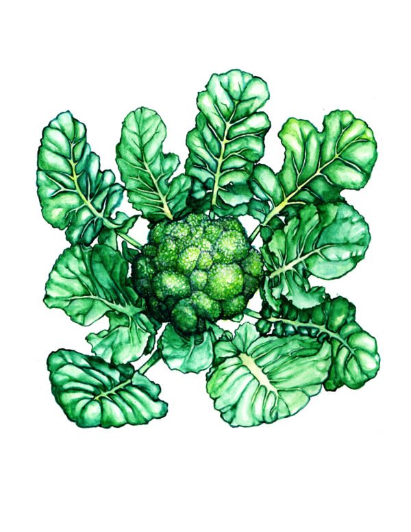 Green Goliath Broccoli - Original Gouache Painting