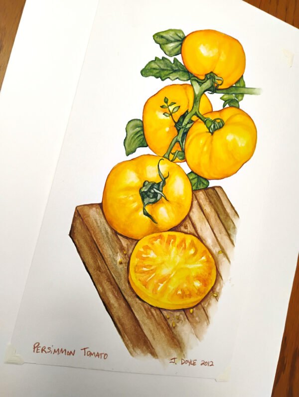 Persimmon Tomato - Original Watercolor Painting - Image 3