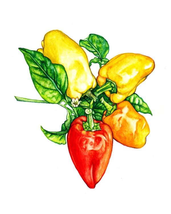 Yellow Belle Pepper - Original Gouache Painting