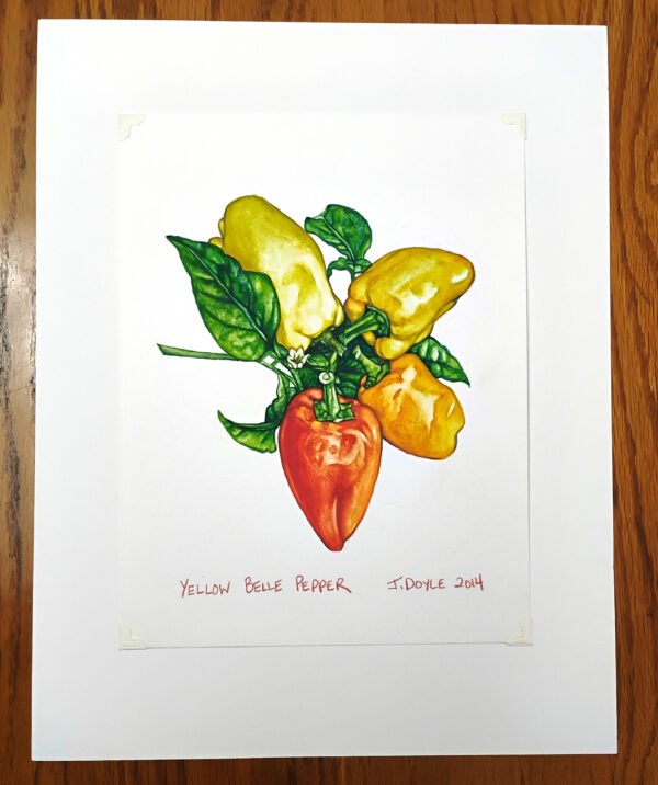 Yellow Belle Pepper - Original Gouache Painting - Image 2