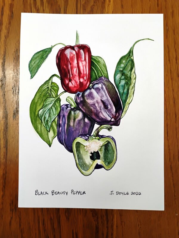 Black Beauty Pepper - Original Gouache Painting - Image 2