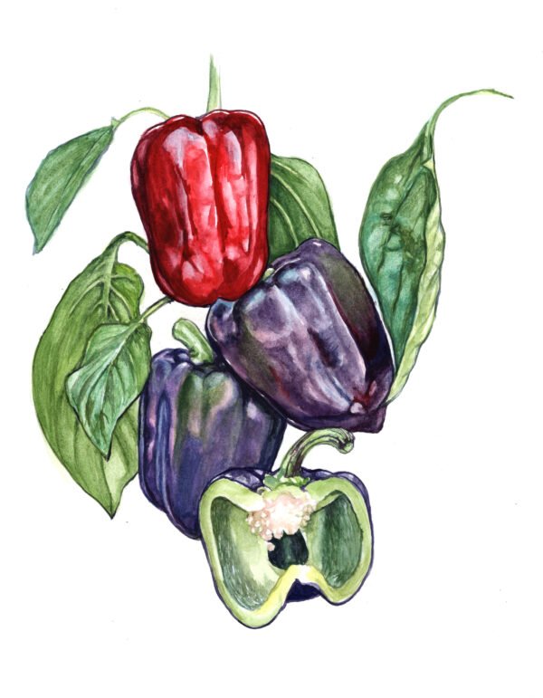 Black Beauty Pepper - Original Gouache Painting