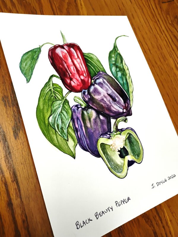 Black Beauty Pepper - Original Gouache Painting - Image 3