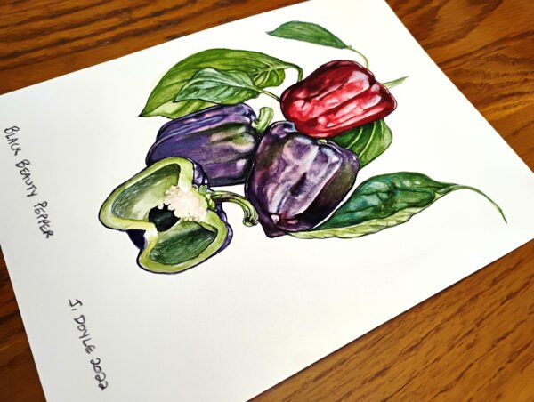 Black Beauty Pepper - Original Gouache Painting - Image 4