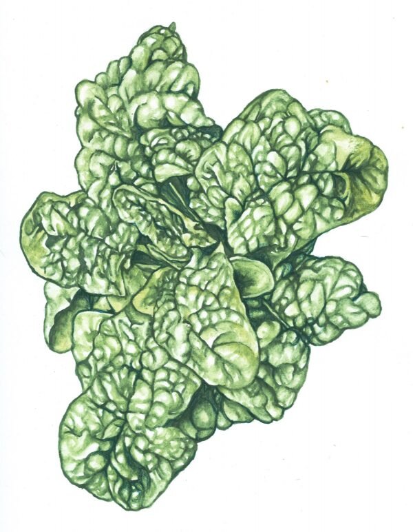 Bloomsdale Spinach - Original Gouache Painting