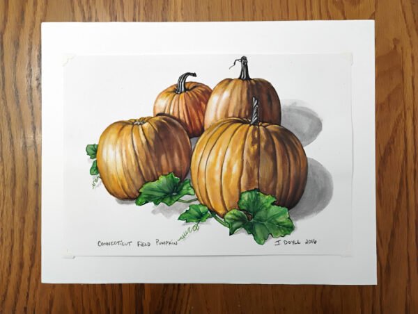 Connecticut Field Pumpkin - Original Gouache Painting - Image 2