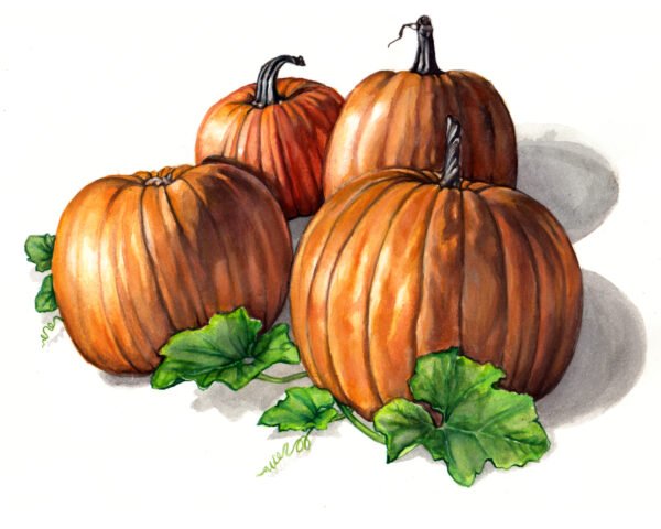 Connecticut Field Pumpkin - Original Gouache Painting