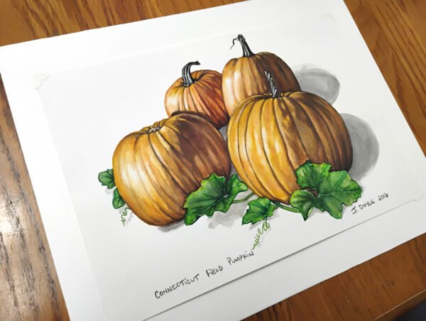 Connecticut Field Pumpkin - Original Gouache Painting - Image 3