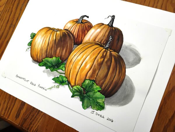 Connecticut Field Pumpkin - Original Gouache Painting - Image 4