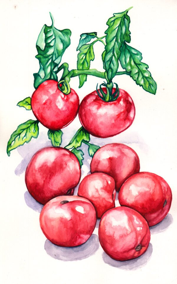 Ozark Pink Tomato - Original Gouache Painting