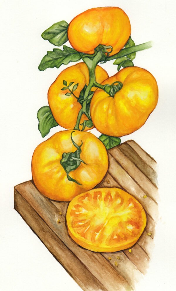 Persimmon Tomato - Original Watercolor Painting